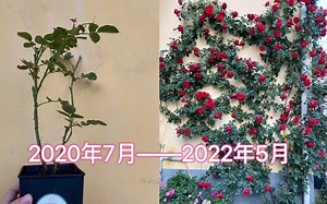 小苗长成花墙需要多久？——记录一棵弗洛伦蒂娜的成长史，正红色大型藤本月季，花期长、抗性好。