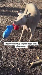This shark dog tug toy is made for dogs that play hard, featuring a built-in squeaker that keeps