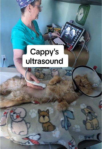 Cappy's Ultrasound: Preparing a Nervous Cat for the Vet