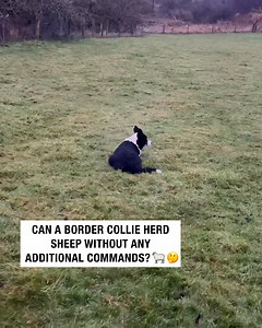Can a Border Collie herd sheep without any additional commands? 🐑🤔 | Sean The Sheepman