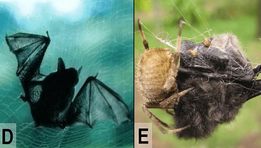 There Have Been At Least 50 Incidents Of Spiders Capturing And Eating Bats (That We Know Of)