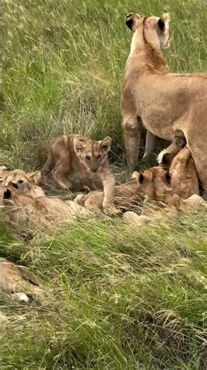 Welcome to African Safari Guide – Your Ultimate Wildlife Adventure Channel! 🦁🌍