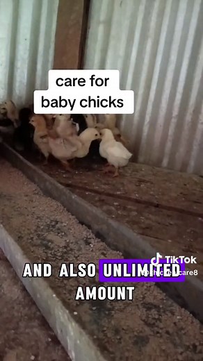 Tips on Taking Care of Baby Chicks | Chick Care from Day 1 to Day 7
