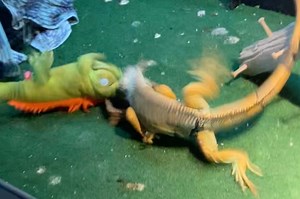 Iguana vs. stuffed animal!