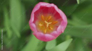 Top view of a pink tulip. Blooming pink tulip, close-up of spring flower. Inside tulip there are stamen and yellow pistil. One pink tulip sways in the wind. Blooming spring. Tulip vegetation period. Stock Video