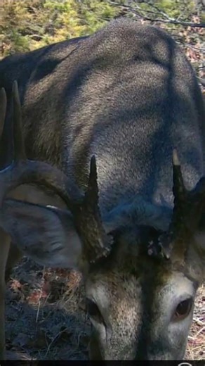 Big Bucks On Camera!! #hunting #hunter #hunt #deerhunting #wildlife