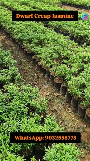 Dwarf Crape Jasmine 🌼 Beautiful White Flower Garden Plant | Chandni Plant #gardening #kadiyam