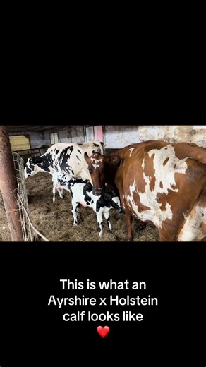 Now featuring the Ayrshire and Holstein cross! We only have 2 Ayrshires in our herd and they get bred by the Holstein herd bull. I love how splotchy their markings are 😍 #farmtok #cows #dairyfarm #baby
