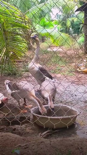 Beautiful Farm Geese | Peaceful Village Life