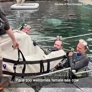 17K views · 293 reactions | A Paris zoo has welcomed a young manatee cow from another French zoo, hoping it will breed with one of its males and help secure the future of a species that is under threat in tropical waters. | ShanghaiEye | Facebook