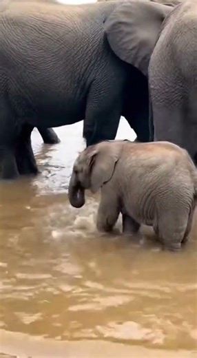 Tiny Step- Big Splashes....🫟 #elephant #splash #animalkingdom #familybond #cutemoments #wildlife