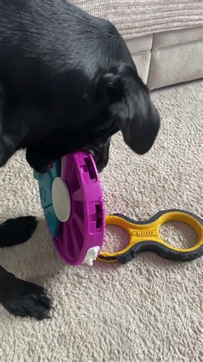 Lab Logic strikes again with Ozzy #shorts #dog #dogs