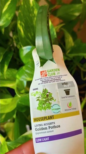 Golden pathos ✨🌱 #plants #plantssparkjoy #houseplants #garden