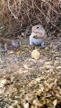 Round-tail squirrel sounds #squirrel #animalrescue #shorts