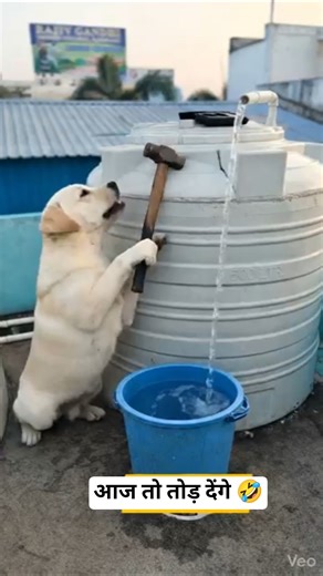 आज तो तोड़ देंगे 🤣🤪|#शॉर्ट्स #viralvideo #thetharpuns #shilpisaroja #desicomedy #comedyvideos