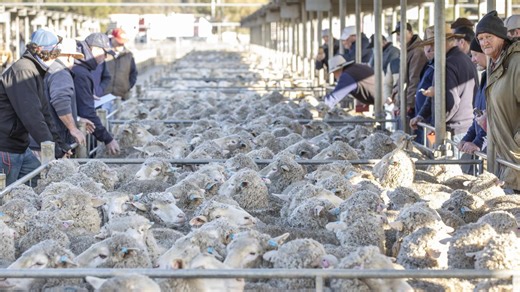 Lamb prices face squeeze from feedlot boom