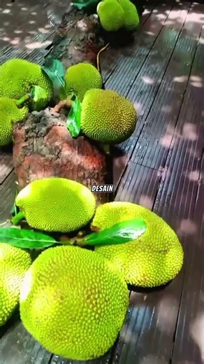 natural design of jackfruit tree #agriculture #gardeningtips #jackfruit #restaurant #interiordesign