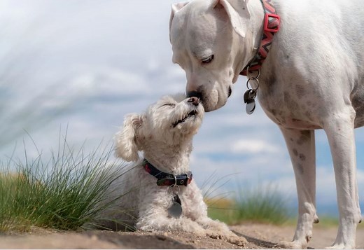 What's Up With Dogs Standing Over Other Dogs? Expert Answers - Dog Discoveries