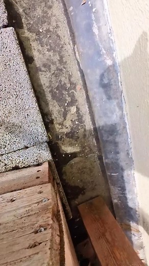 34K views · 2K reactions | Throwback to Ros sneaking into the bookstore in our old street  | Ros Adventure Cat | Facebook