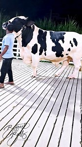 119K views · 1.5K reactions | 1100 kg holstein bull | Biggest Bulls Photography | Facebook