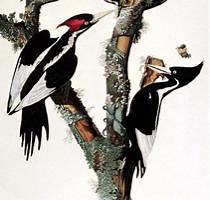 Extinct woodpecker rediscovered