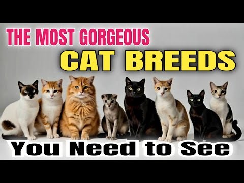 "Feline Beauty: 10 Cat Breeds That Are Absolutely Mesmerizing"