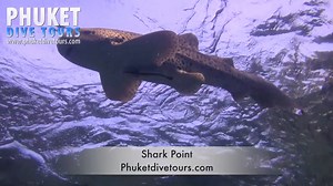 SHARK POINT DIVE SITE