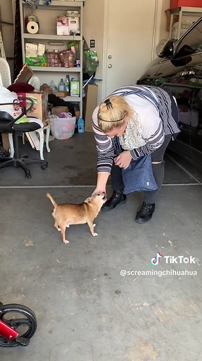 Funny Screaming Chihuahua Compilation