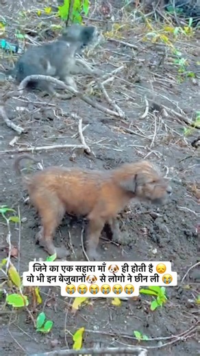 Green canvas charitable trust on Instagram: "बेजुबानों का दर्द 😩 समझो एक माँ 🐶के बिना कैसा लगता होगा 😭 #ngo #nature #doglife"