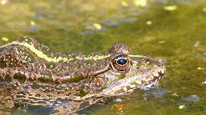 Green frog blinking in the swamp water - Free Stock Video