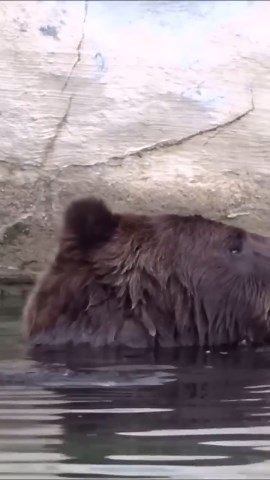 Grizzly bear enjoys a poolside meal with gusto