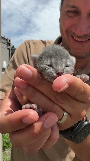 This Kitten is So Tiny It Fits in One Hand