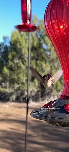 Tiny Dancer! Hummingbird at the Feeder 🐦✨