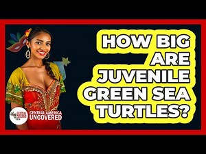How Big Are Juvenile Green Sea Turtles?