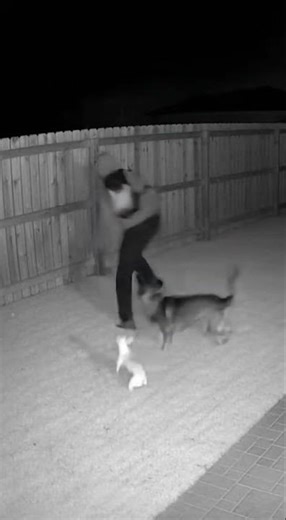 INSTANT REGRET: Intruder Meets a Hero German Shepherd on Night Vision CCTV!