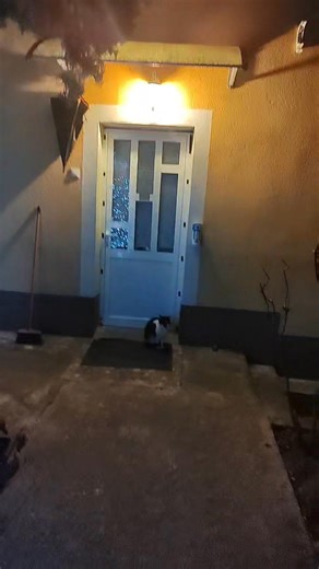 Jedini naš mačak koji obavezno prati i gleda vatromete iz godine u godinu 🤣🤣🤣🤣 | Dominik Gržin