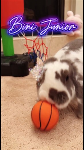 My bunny can play basketball | Bini the Bunny