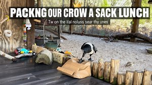 Surprising Our Smart Crow with a Homemade Sack Lunch!
