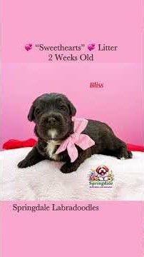 Springdale Labradoodles “Sweetheart” Litter-2 Weeks Old 💞