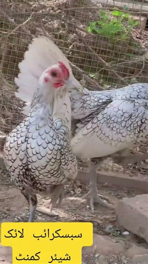 #Red shoulder pattern on white or silver body# beautiful breed#aseelmurgy.