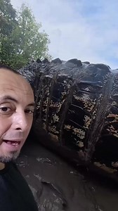 Aligatore não um mundo minino😂 | Gilmar do meio ambiente