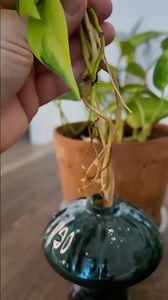 The Trick I Use to Turn Scraggly Pothos Into a Full Plant