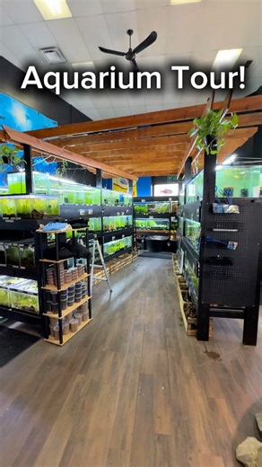 11K views · 137 reactions | 戀 Bamboo Shrimp (Atyopsis moluccensis)...