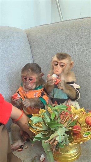 Don't Fight for food - mom prepare for all you #cindythebaboon #momlife #puppylove #monkey #animals | Monkey Belly