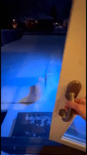 She didn't want to come in... She wanted me FOLLOW her #cat | Fish Grabber