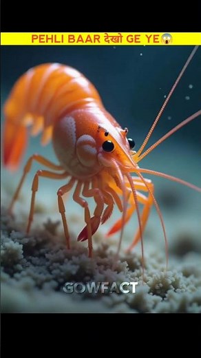 Surprising Facts About Shrimp & Prawns!