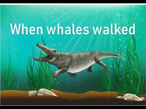 The time when whales walked - evolution of whales | Prof TRACEY ROGERS