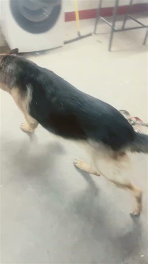 What a big German Shepherd in there and Body