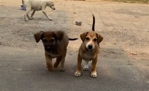 You Won’t Believe How This Woman Saved These Stray Puppies!