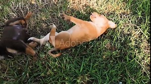 Two cute Doberman puppies having fun playing together, biting each other, turning over and tumbling on the grass in the sun's rays. Happy carefree life of pets